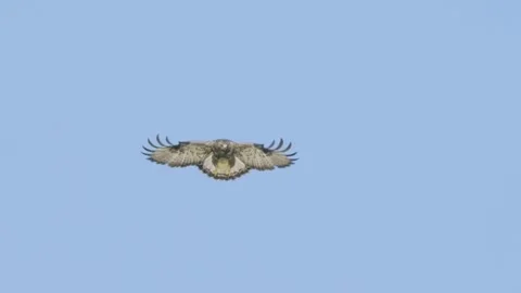 Rough-legged buzzard or hawk bird of prey in flight in slow motion 120fps Stock Footage 254579146
