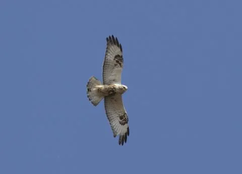 Rough-legged buzzard soaring in the blue sky-1. Stock Photos