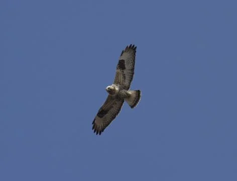Rough-legged buzzard soaring in the blue sky-2. Stock Photos