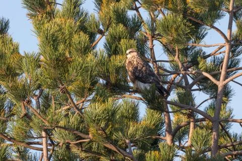 Rough-legged Hawk Bird Stock Photos