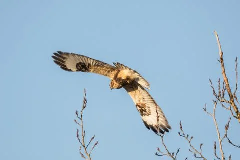 Rough-legged Hawk Bird 스톡 사진