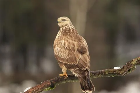 Rough-Legged Hawk (Buteo Lagopus) Stock Photos