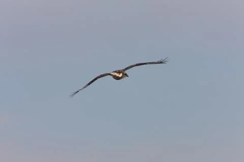 Rough Legged Hawk in Flight Stock Photos