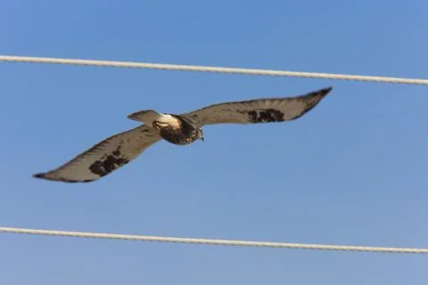 Rough Legged Hawk in Flight Stock Photos