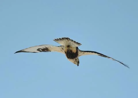 Rough legged hawk flying Stock Photos