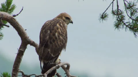 Rough-Legged Hawk Stockbeeldmateriaal 243224208