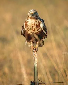 Rough-legged Hawk-juvenile Foto stock