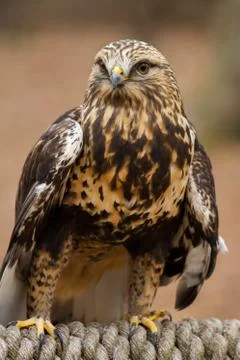 Rough-legged Hawk Stock Photos