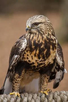 Rough-legged Hawk Stock Photos