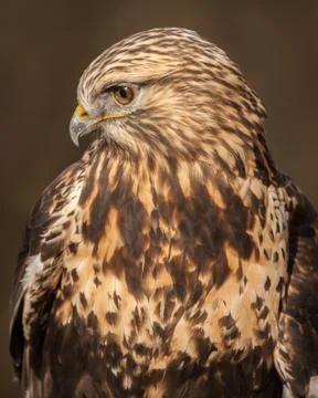 Rough-legged Hawk Stock Photos