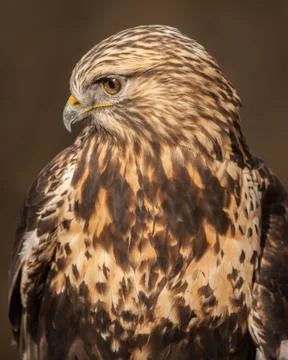 Rough-legged Hawk Foto stock