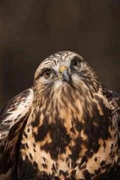 Rough-legged Hawk Stock Photos