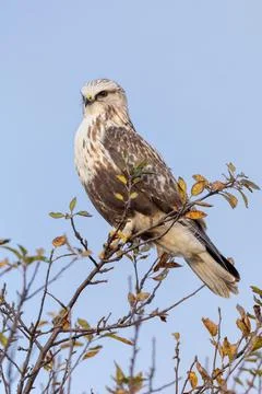 Rough legged hawk Stock Photos