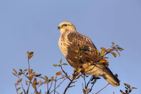 Rough legged hawk Stock Photos