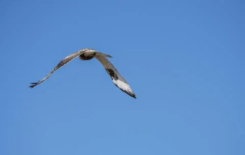 Rough Legged Hawk Stock Photos