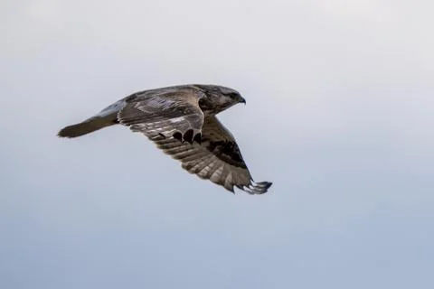 Rough legged Hawk in Saskatchewan Stock Photos
