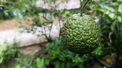 Rough Lemon Fruit Growing on Tree 스톡 동영상 337912207
