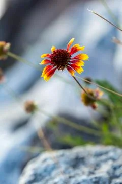 Rough looking partially falling apart orange blossom by a rock pathway Stock Photos