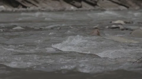 Rough mountain river in Caucasus Stock Footage 51929471