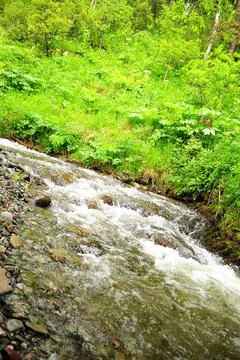Rough mountain stream flowing through summer forest after rain. Stock Photos