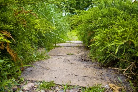 Rough natural stone path paved in green backyard with plants. Stock Photos