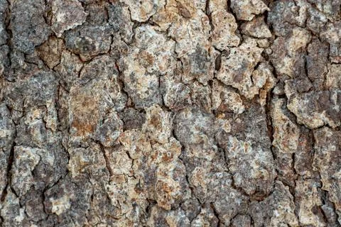 Rough Natural Tree Bark Texture Background Stock Photos