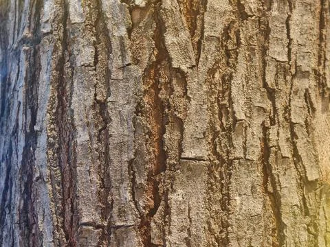 Rough natural tree bark texture with deep organic ridges and solid wood surf Stock-Fotos