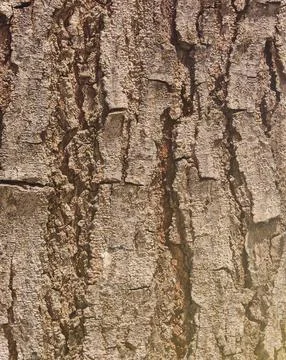 Rough Natural Tree Bark Texture with Deep Organic Ridges Photos
