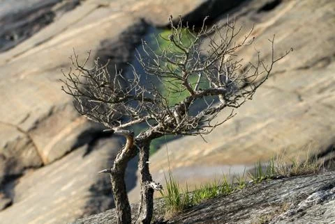 Rough nature Stock Photos
