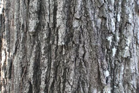 Rough Oak Tree Bark Texture Pattern 写真素材