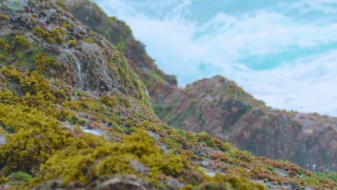 Rough ocean waves reveal healthy Mussels, Seaweed on rocks, NZ Vídeo Stock 124208181