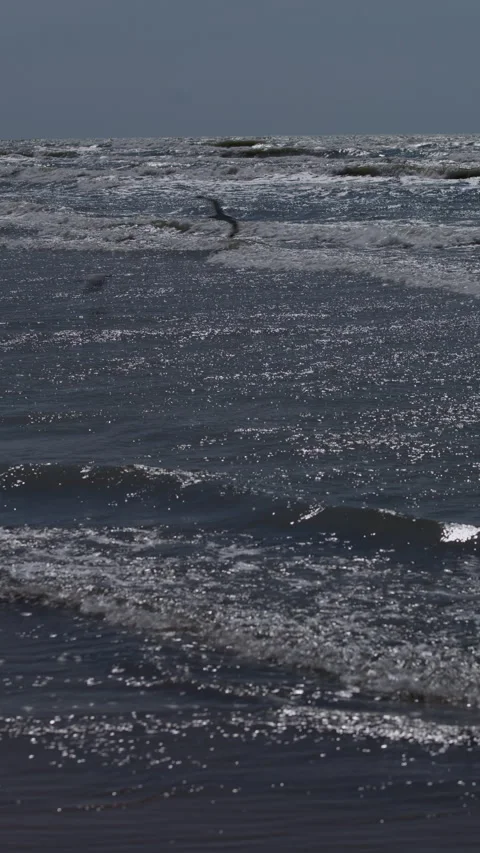 Rough ocean waves sparkling under gray sky with distant bird above horizon Stock Footage 346558981