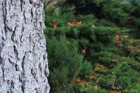 Rough old bark of the cedar trunk Stock Photos