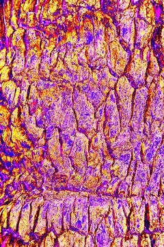 Rough old natural oak bark. Changed color scheme. Stock Illustration