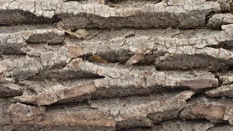 Rough old rough bark of a large tree, close-up, slow motion. Stock Footage 162475807