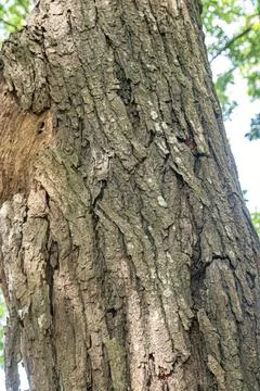 Rough Old Tree Bark Texture with Natural Vertical Grain Stock Photos