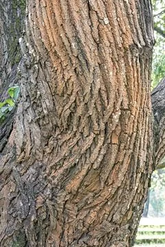 Rough Old Tree Bark Texture with Thick Natural Grain Stock Photos