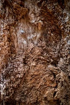 Rough old tree with peeled off bark Stock Photos