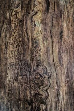 Rough old tree with peeled off bark Stock Photos