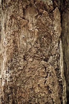 Rough old tree with peeled off bark Stock Photos