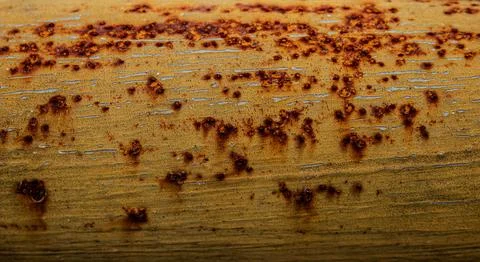 Rough orange rust dots on pipe Фото