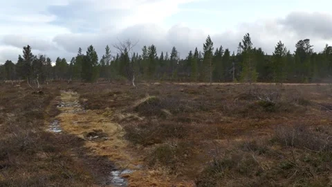 A rough path winds through a tundra-like clearing bordered by pine trees Video stock 318196707