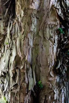 Rough peeling bark of a large tree trunk arranging into layers of cracks Stockfoto's