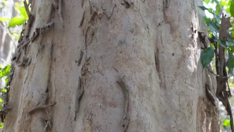 Rough Peeling Tree Bark Vidéo 333913860