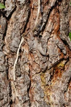 Rough pine bark bottom. Backgrounds and textures. Stock Photos