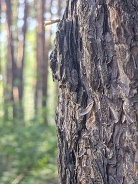 Rough pine bark close macro Stock Photos