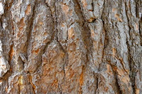 Rough pine bark close-up. The texture of old pine bark. Stock Photos