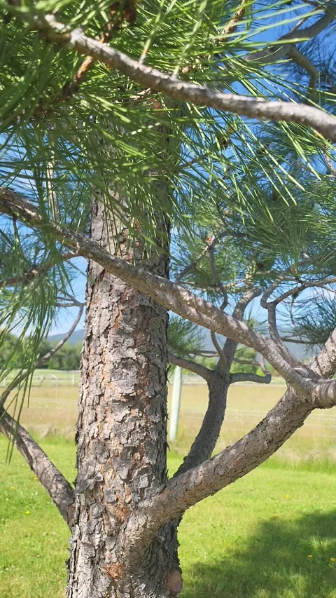 Rough pine bark with green needles blowing in wind on sunny day Stock-Footage 339511964