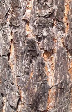 Rough Pine Bark Texture Stock Photos