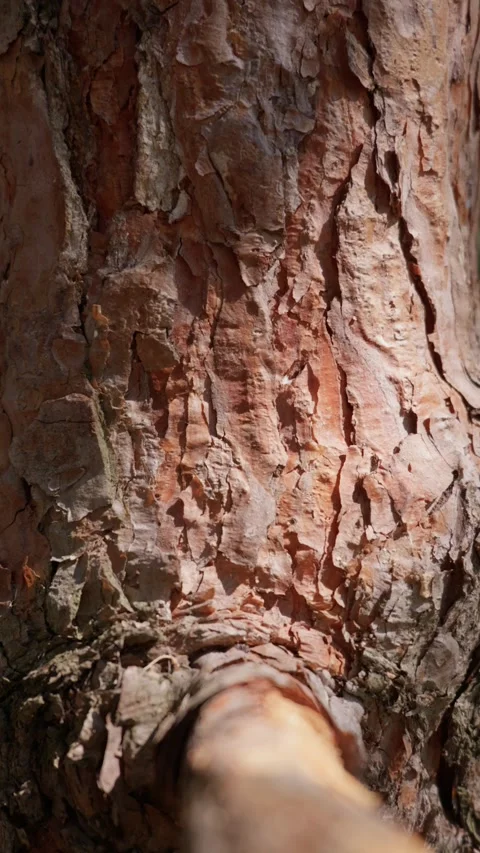 Rough Pine Bark Texture Revealing Rugged Wood Surface Patterns in Sunlight Stock Footage 343575105